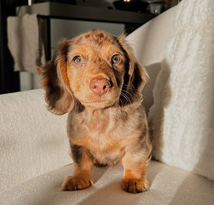 Dachshund Puppy for sale