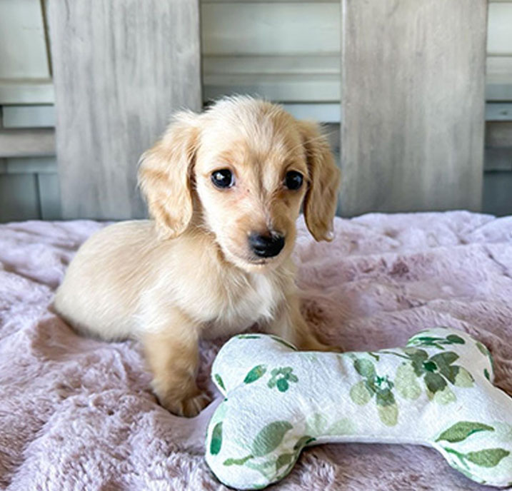 Dachshund Puppy for sale