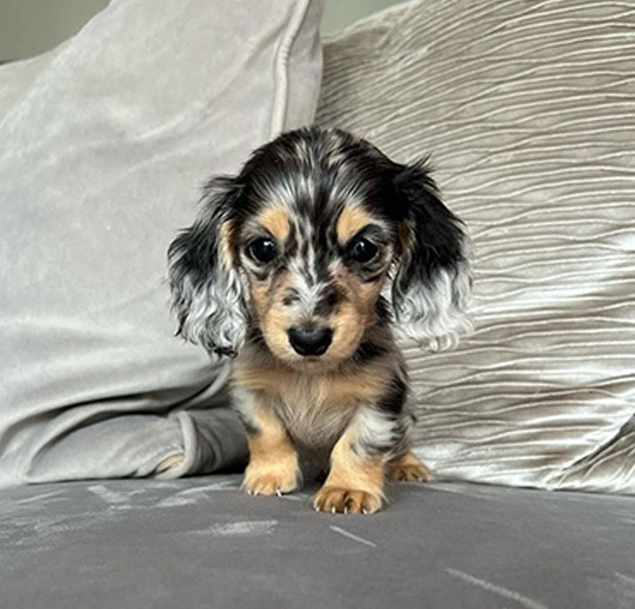 Dachshund Puppy for sale