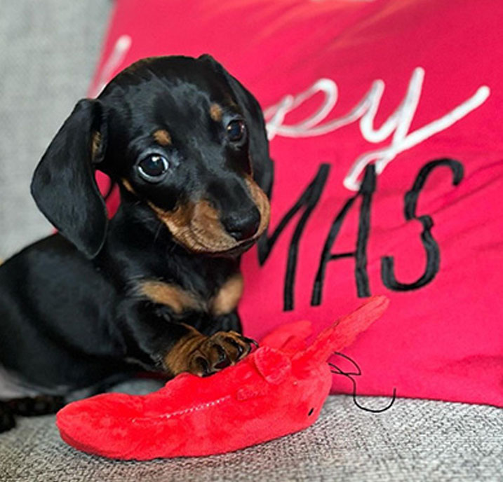 Dachshund Puppy for sale