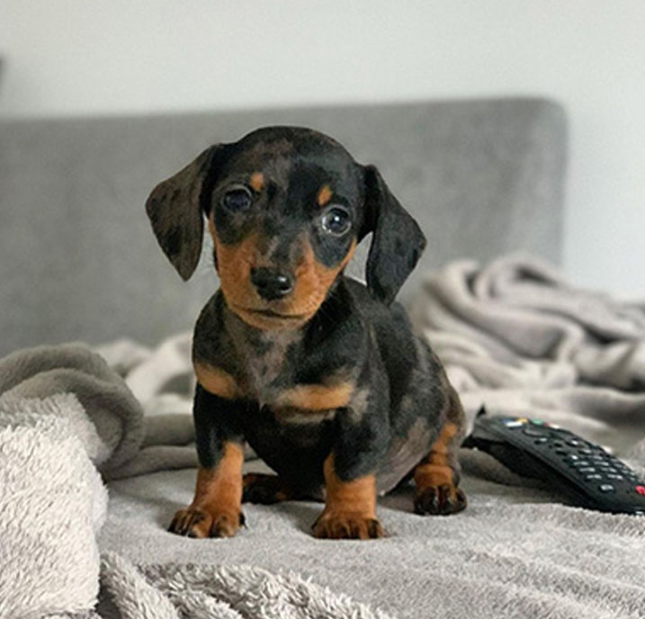 Dachshund Puppy for sale