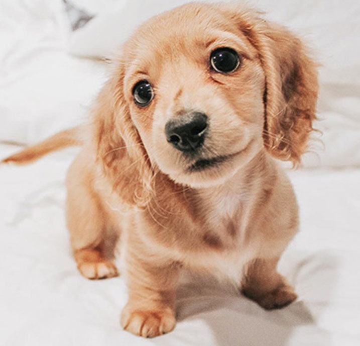 Dachshund Puppy for sale